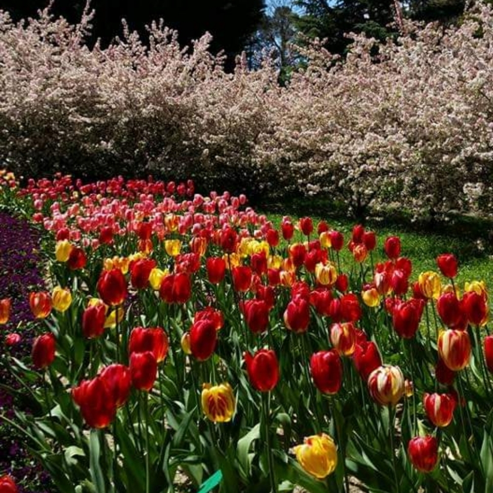 Meet your Posher, Laine